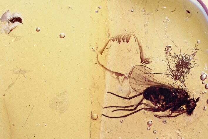 Fossil Fly (Dolichopodidae) and Thrip (Thysanoptera) In Amber #357701